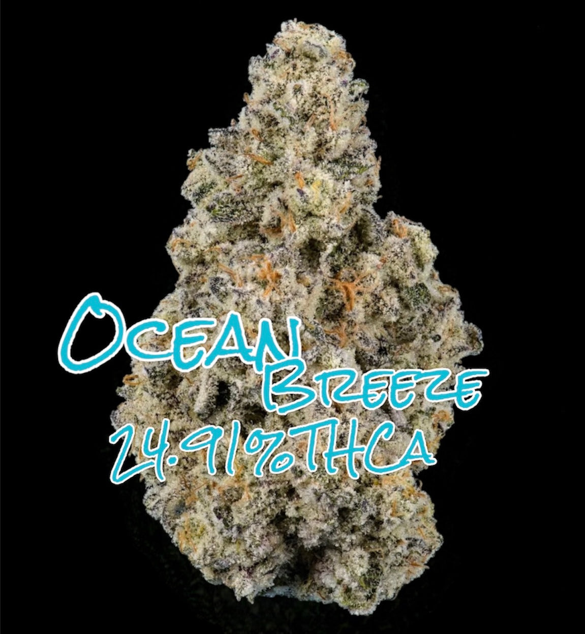 Ocean Beach (Hybrid) [24.91% THCa]